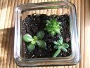 terrarium instructions