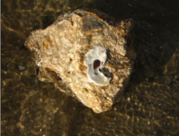 look for an artifact